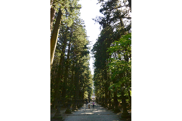 素晴らしい参道は、戸隠神社・奥社の杉並木を想い出します。