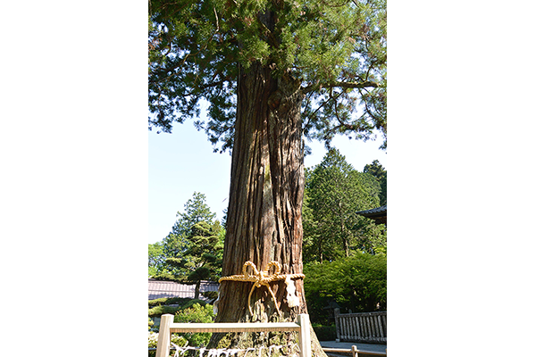 「太郎杉」の立派なご神木。天に向かいそびえています。