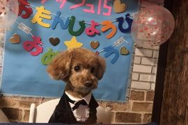 アイドル犬 四季タビclub
