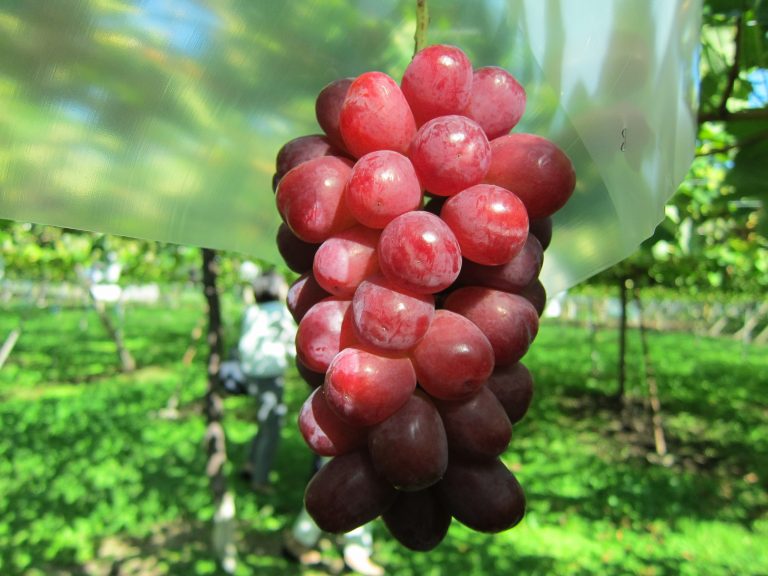 赤いシャインマスカット！？ | 四季タビCLUB