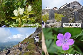 月山に咲く花