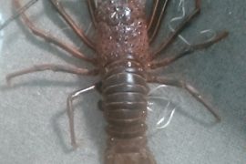 伊勢海老付き伊豆＆箱根ツアーのご感想