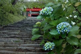 お花×パワースポットのツアーを企画中