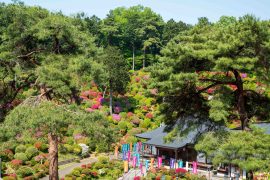 青梅「塩船観音寺」つつじ祭り