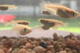 めだか飼育はじめました🐟