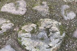 田子のおすすめツアー