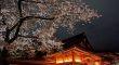そうだ、桜をみに富士山へ