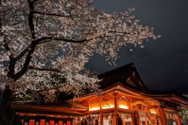 そうだ、桜をみに富士山へ