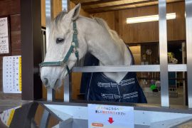 福旅シリーズ ゲン担ぎ編