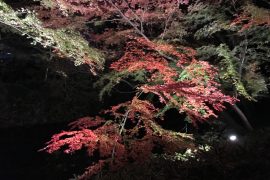 六義園・夜の紅葉🍁