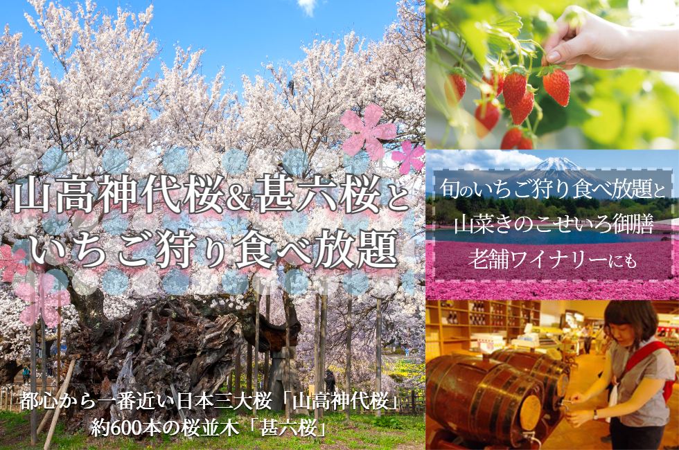 山高神代桜&甚六桜といちご狩り食べ放題バスツアー